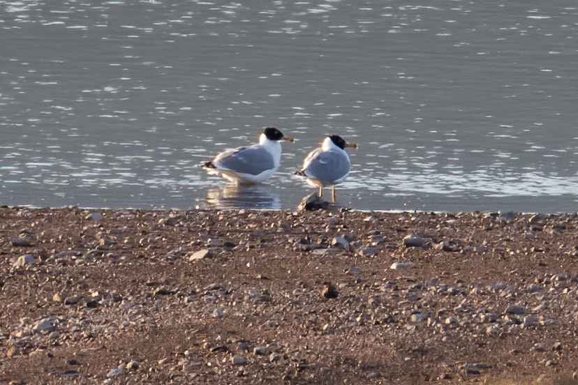 Pallas's Gull